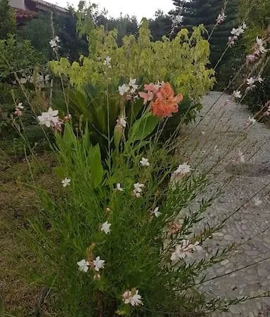 Nar فيلة داتْشا